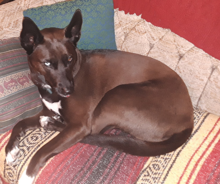 A large black dog with pointed ears resting on a rug-covered couch.